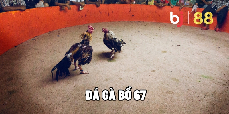 Đá Gà Bồ 67 – Điểm Đến Lý Tưởng Cho Người Yêu Thích Đá Gà