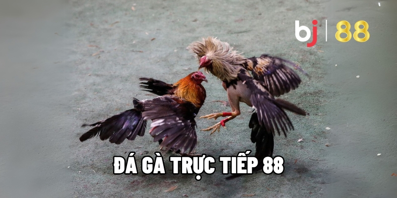Đá Gà Trực Tiếp 88 Trải Nghiệm Đá Gà Đỉnh Cao Tại BJ88
