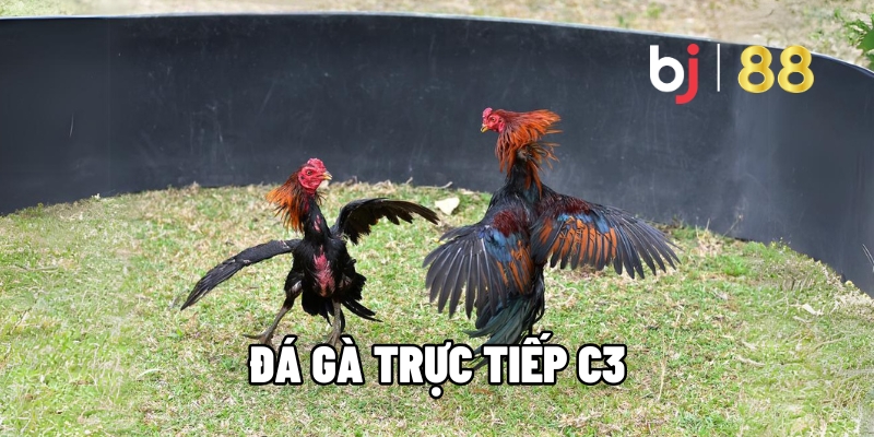 Đá Gà Trực Tiếp C3 Tại BJ88 – Sôi Động Như Trường Gà Thật