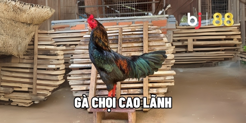 Gà Chọi Cao Lãnh – Vũ Khí Bất Bại Trong Cá Độ Đá Gà BJ88