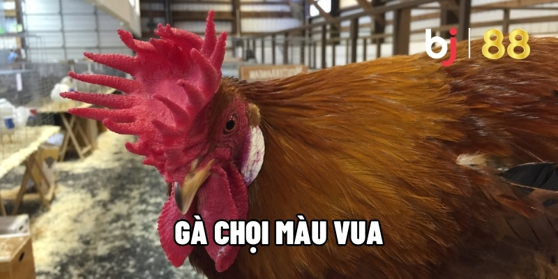 Gà Chọi Mào Vua – Đặc Điểm, Lối Đá và Kinh Nghiệm Cá Cược Tại BJ88