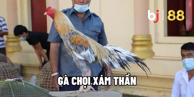 Gà Chọi Xám Thần BJ88 - Huyền Thoại Bất Bại Và Mẹo Cá Cược