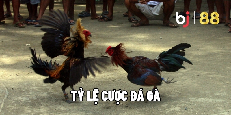 Tỷ Lệ Cược Đá Gà BJ88 - Kèo Chuẩn, Cơ Hội Thắng Lớn