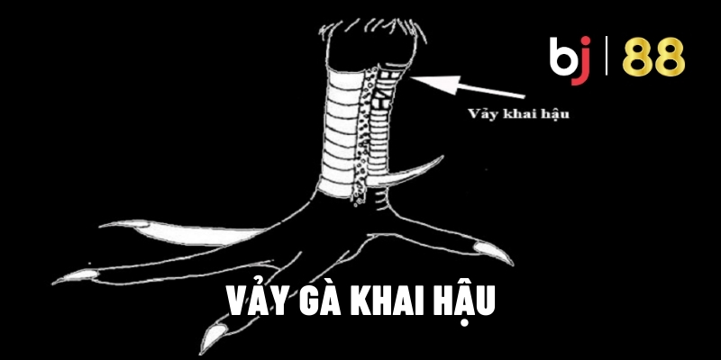 Nhận Biết Vảy Gà Khai Hậu Và Kinh Nghiệm Cá Cược Tại BJ88